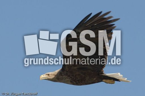 Seeadler (3 von 11).jpg